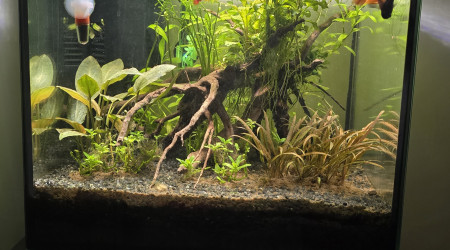 aquarium 30L