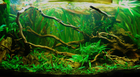 aquarium 200 L