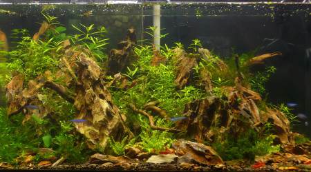 aquarium 40 L shallow