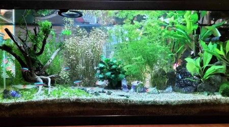 aquarium Communautaire 80L Néons