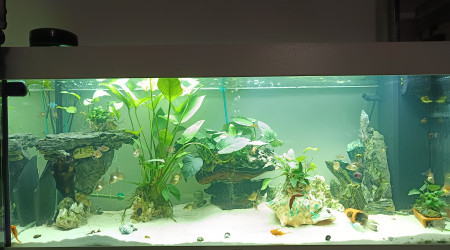 aquarium Anubias style