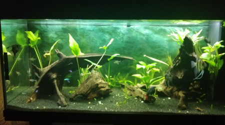 aquarium Amazonien 240