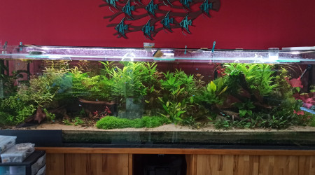 aquarium 1000L