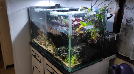 aquarium paludarium communautaire