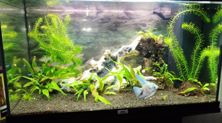 aquarium Amazonien125