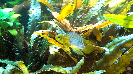 aquarium spécifique apistogramma borelli