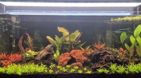 aquarium Amazonien 240