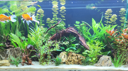 aquarium 240 l