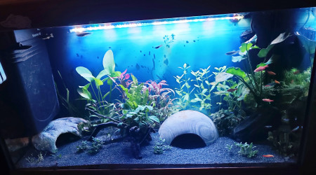 aquarium SPLIT