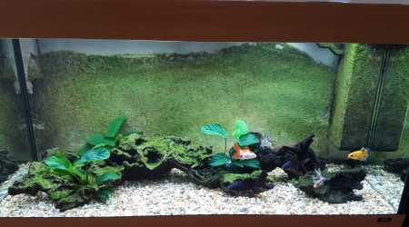 aquarium BAC300