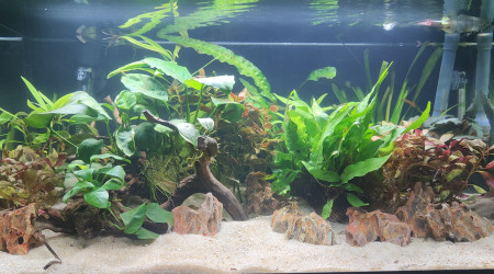 aquarium 60l