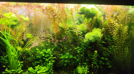 aquarium Bornéo aquascape jungle - Low Tech depuis 2023