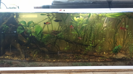 aquarium 140 litre