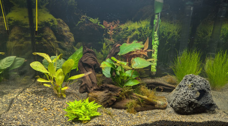 aquarium Amazonien