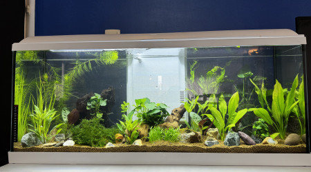 aquarium Aquarium planté 1