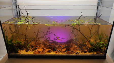 aquarium Biotope asiatique