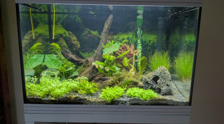 aquarium Amazonien