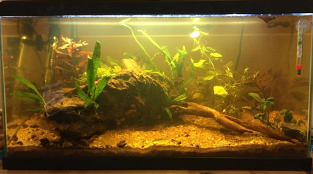 aquarium Aquarium 50