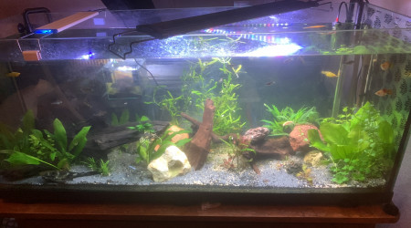 aquarium 240L