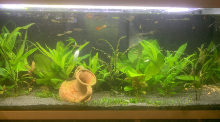 aquarium 120L bis