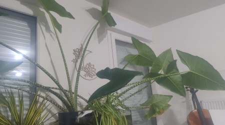 aquarium Alocasia Zebrina Invasion