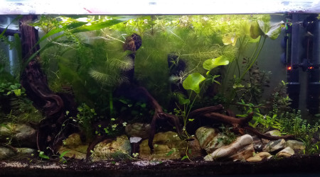 aquarium 80 L planté