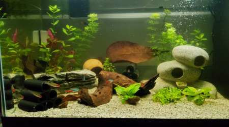 aquarium 60 litres