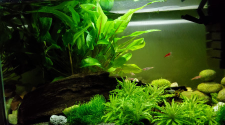 aquarium 20 litres