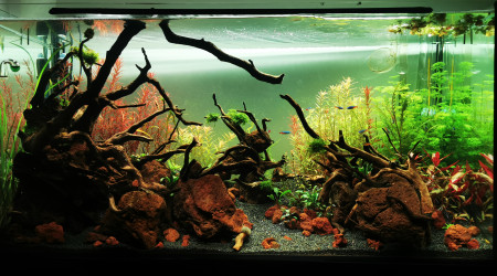 aquarium Planté