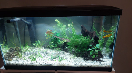 aquarium Reamenagement ciano 60l