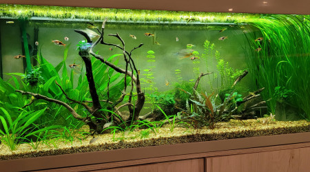 aquarium 200 l