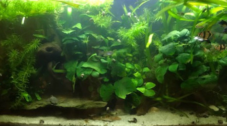 aquarium le 120