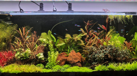 aquarium Amazonien 240