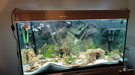 aquarium 240l