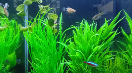 aquarium Spécifique guppy endler et guppy classique et néon rouge