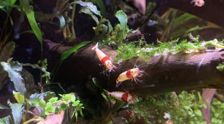 aquarium Crevette