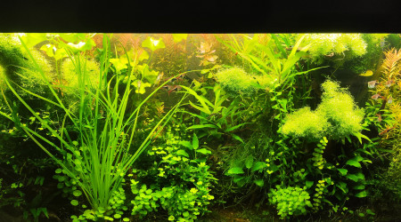 aquarium Bornéo aquascape jungle - Low Tech depuis 2023