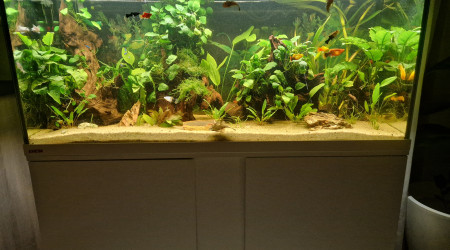 aquarium 240l amazonien