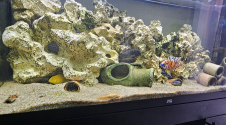 aquarium Aquarium