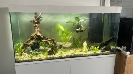 aquarium Aquachinound