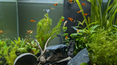 aquarium CIANO EMOTION PRO 60