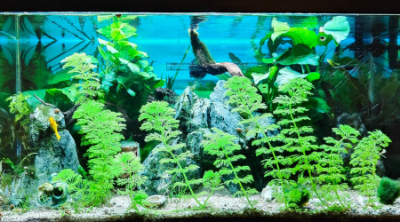 aquarium aquarium planté