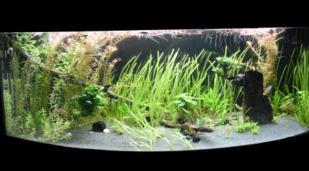 aquarium Juwel vision 450 l