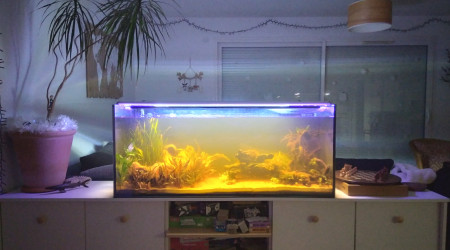 aquarium Bac asiatique 240l