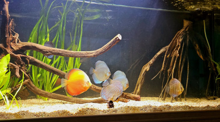 aquarium Bacs à Discus