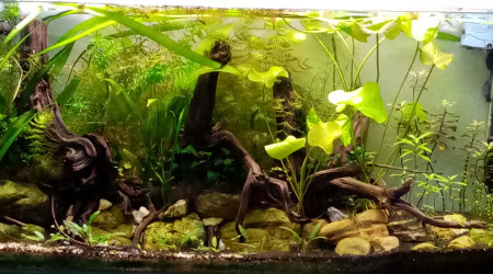 aquarium 80 L planté