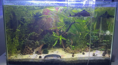 aquarium 110l