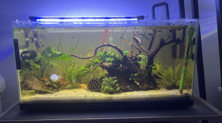 aquarium 100l