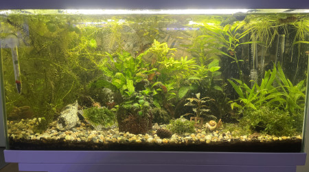 aquarium 60l