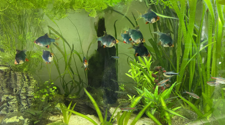 aquarium Aqua Cuisine